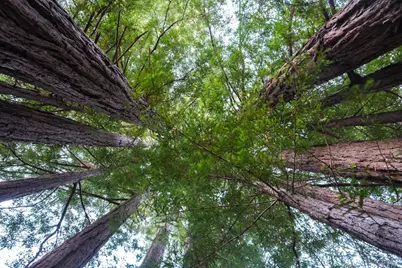 46800 Ocean View Drive, Gualala, CA 95445 - Photo 25