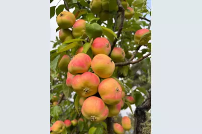 16101 Lost Creek Road, Yorkville, CA 95494 - Photo 67