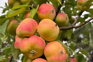 16101 Lost Crk Rd, Yorkville, CA 95494 - Photo 67