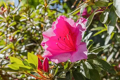 14 Sylvan Lane, Ross, CA 94957 - Photo 65