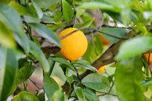 85 Berens Dr, Kentfield, CA 94904 - Photo 51