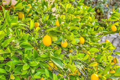 2395 Pickett Road, Calistoga, CA 94515 - Photo 51