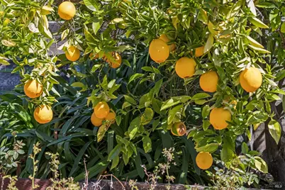 320 Alameda De La Loma, Novato, CA 94949 - Photo 45