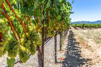 4125 Big Ranch Road, Napa, CA 94558 - Photo 91