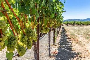 4125 Big Ranch Rd, Napa, CA 94558 - Photo 91