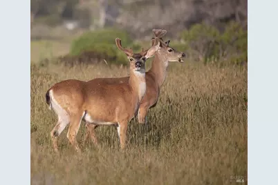 37784 Breaker Reach, The Sea Ranch, CA 95497 - Photo 81