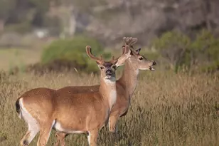 37784 Breaker Reach, The Sea Ranch, CA 95497 - Photo 81