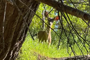 253 Irwin St, San Rafael, CA 94901 - Photo 49