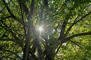 180 Maple Rd, Bolinas, CA 94924 - Photo 91