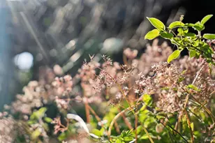 180 Maple Rd, Bolinas, CA 94924 - Photo 95