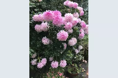 161 Lagunitas Road, Ross, CA 94957 - Photo 45