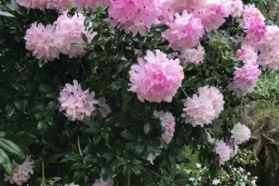 161 Lagunitas Rd, Ross, CA 94957 - Photo 45