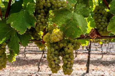 3340 Lichau Road, Penngrove, CA 94951 - Photo 23