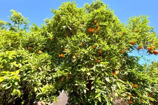 544 B St, Hollister, CA 95023 - Photo 35