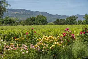 900 Rutherford Rd, Rutherford, CA 94573 - Photo 19