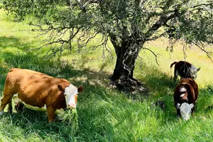 5870 Silverado Trail, Napa, CA 94558 - Photo 59