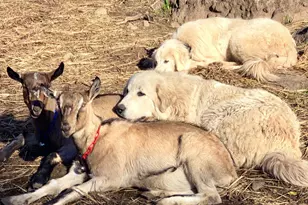 5870 Silverado Trail, Napa, CA 94558 - Photo 63