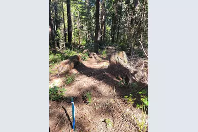 315 Chinquapin Lane, The Sea Ranch, CA 95497 - Photo 17