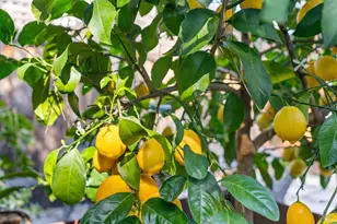 346 Piper St, Healdsburg, CA 95448 - Photo 29