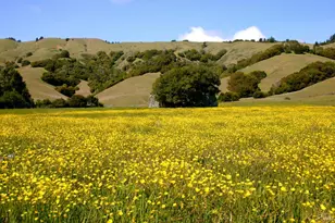 1 Alamo Way, Lagunitas, CA 94938 - Photo 7