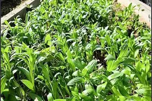 2233 Baywood Way, Willits, CA 95490 - Photo 5