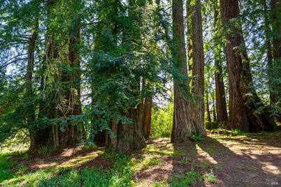 3580 Joy Road, Occidental, CA 95465 - Photo 41