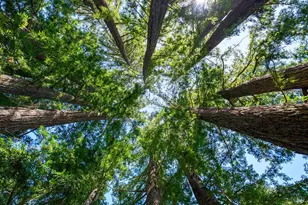 3580 Joy Rd, Occidental, CA 95465 - Photo 43