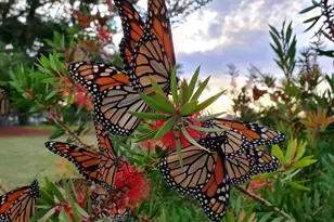 620 El Salto Dr, Capitola, CA 95010 - Photo 43