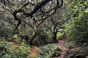 [Address not provided], Stinson Beach, CA 94970 - Photo 41