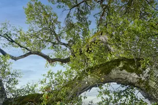 208 Ursuline Rd, Santa Rosa, CA 95403 - Photo 9