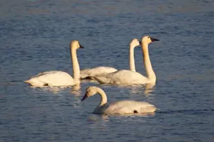 3034 State Line Rd, Dorris, CA 96023 - Photo 37