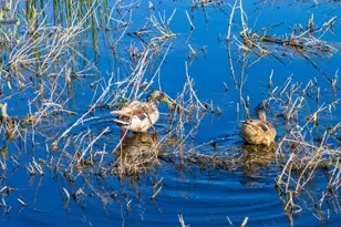 3034 State Line Rd, Dorris, CA 96023 - Photo 33