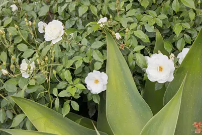 44 San Rafael Avenue, Belvedere, CA 94920 - Photo 45