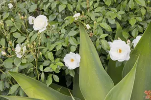 44 San Rafael Ave, Belvedere, CA 94920 - Photo 45