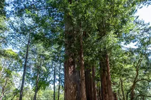 18900 Armstrong Woods Rd, Guerneville, CA 95446 - Photo 45