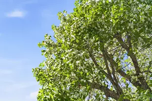 665 4th St, Sonoma, CA 95476 - Photo 39