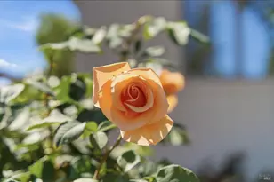 665 4th St, Sonoma, CA 95476 - Photo 37