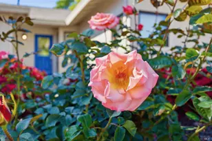 665 4th St, Sonoma, CA 95476 - Photo 43