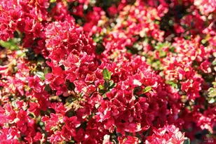 665 4th St, Sonoma, CA 95476 - Photo 35