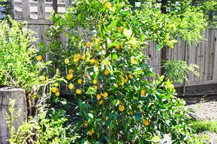 186 Barrio Way, Windsor, CA 95492 - Photo 53