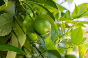 2429 Lemur St, Santa Rosa, CA 95401 - Photo 45