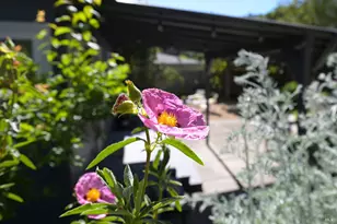 115 Myrtle Ave, San Rafael, CA 94901 - Photo 37