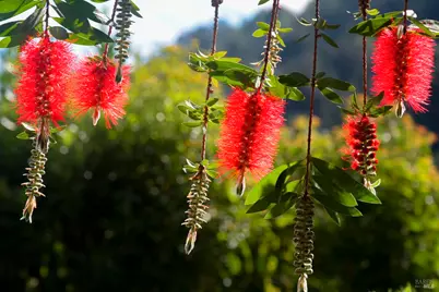 115 Myrtle Avenue, San Rafael, CA 94901 - Photo 47