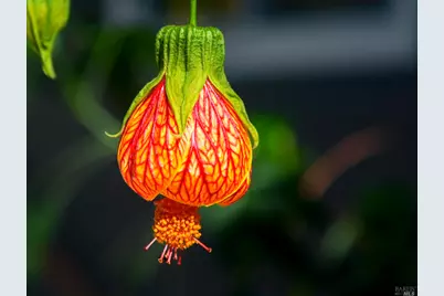 115 Myrtle Avenue, San Rafael, CA 94901 - Photo 39