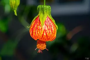 115 Myrtle Ave, San Rafael, CA 94901 - Photo 39