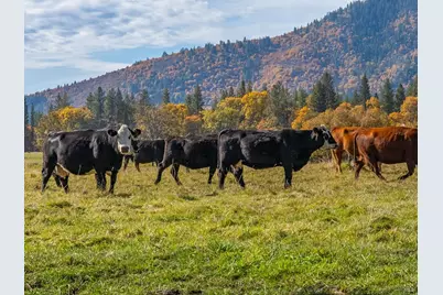 41579 Osprey Road, Fall River Mills, CA 96028 - Photo 7