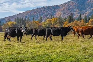 41579 Osprey Rd, Fall River Mills, CA 96028 - Photo 7