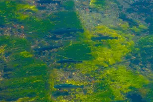 41579 Osprey Rd, Fall River Mills, CA 96028 - Photo 13