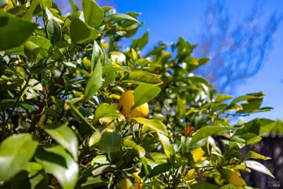 79 Fountain Grove Circle, Napa, CA 94558 - Photo 37