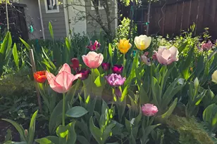 31 Rowland Ct, San Anselmo, CA 94960 - Photo 13